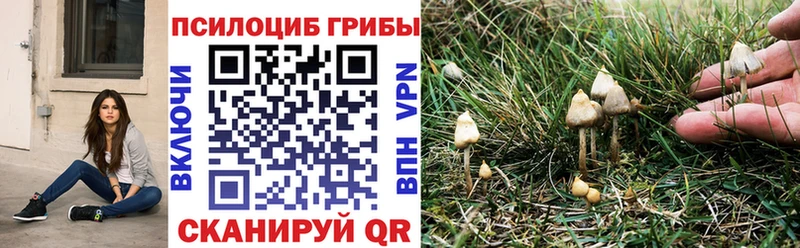 Галлюциногенные грибы Psilocybine cubensis  Купить закладки  Лысково 